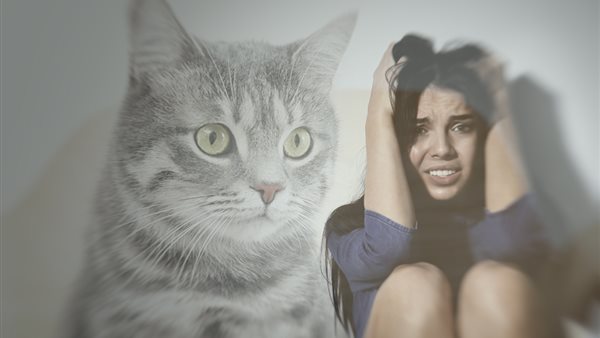 فوبيا القطط- تعبيرية