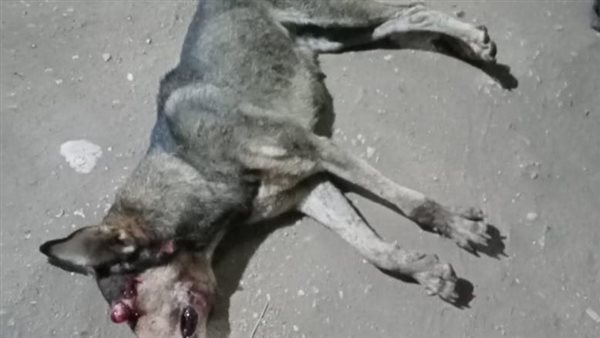 قتل كلب مسعور بمركز