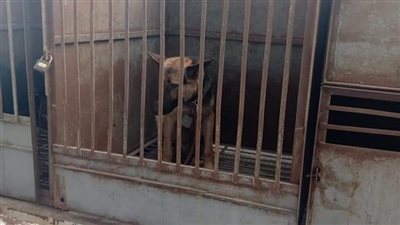 بعد عقر 37 مواطنا.. حملات لمتابعة التزام حائزي الكلاب بالإسكندرية بالضوابط الوقائية