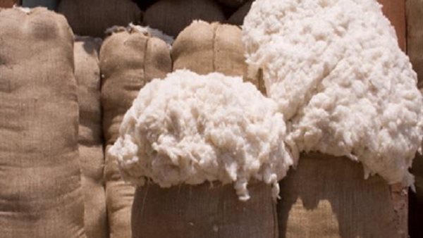 جمع محصول القطن