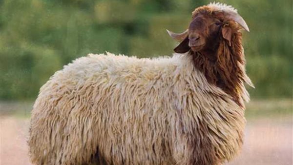 خروف - صورة تعبيرية