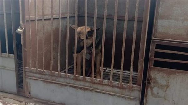 التحفظ على كلاب بالإسكندرية