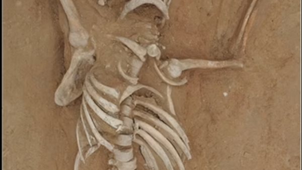 الهيكل العظمي