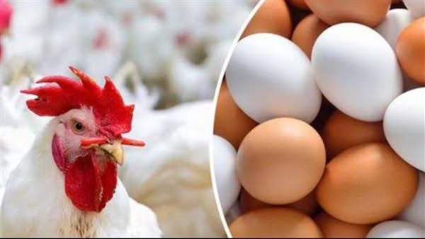 أسعار الدواجن