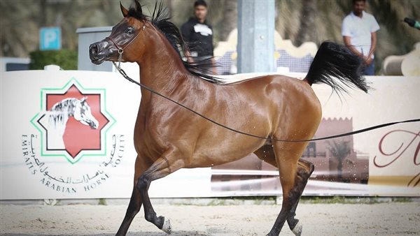 بطولة الإمارات الوطنية