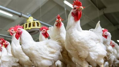  أسعار الدواجن البيضاء اليوم الأحد 5 نوفمبر 2023