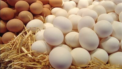 تبدأ من 65 جنيها.. تراجع سعر كرتونة البيض اليوم الأحد في الأسواق