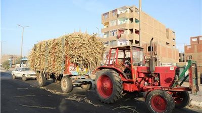 محافظ قنا يأمر بمصادرة جرار قصب في قوص لمخالفته التعليمات