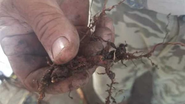 حملة للقضاء على الآفات