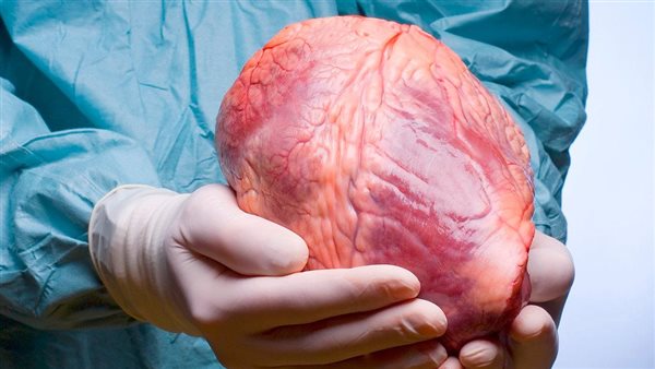 الأعضاء البشرية 