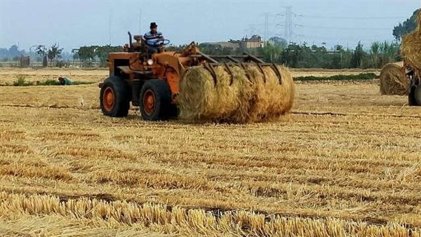 موسم حصاد الأرز