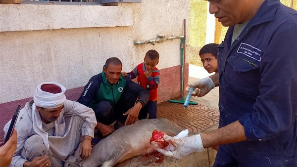 قافلة بيطرية- أرشيفية