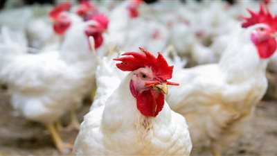 الفراخ البيضاء بـ 30 جنيهًا للكيلو.. انخفاض أسعار الطيور اليوم بالأسواق