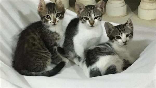 الحيوانات والاكتئاب