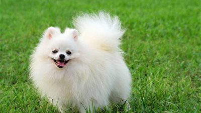 تزداد ضربات قلوبها.. الكلاب تضطرب خلال الذهاب إلى الطبيب البيطري | دراسة