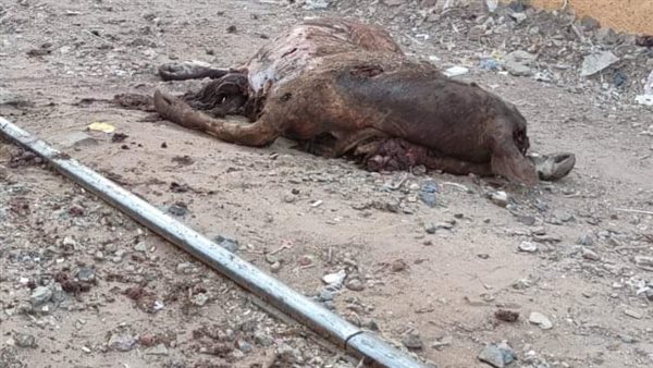 قطار يدهس ماشية هربت