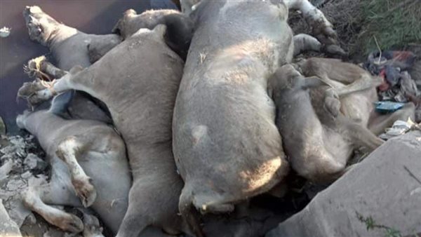 نفوق مواشي والقائها