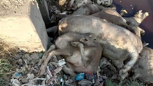 نفوق مواشي والقائها