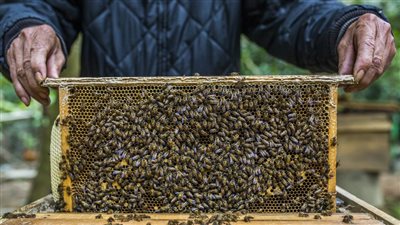 دراسة تكشف سلوكا غريبا للنحل في التعامل مع الأمراض المعدية