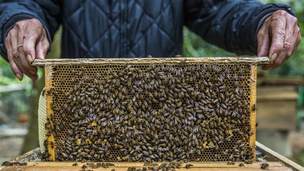 تربية النحل - أرشيفية