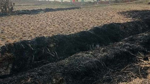 حرق قش الأرز 