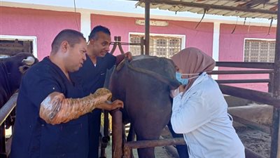 بحوث التناسليات الحيوانية ينظم دورة تدريبة لـ الأطباء البيطريين لتشخيص الحمل