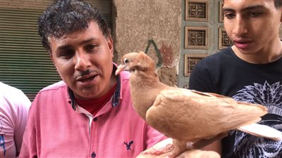 شقلباظ وزاجل وبلدي.. سوق الحمام بالدقهلية مأوى لعاشقي تربية الطيور | صور