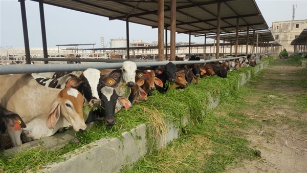 الماشية المستوردة