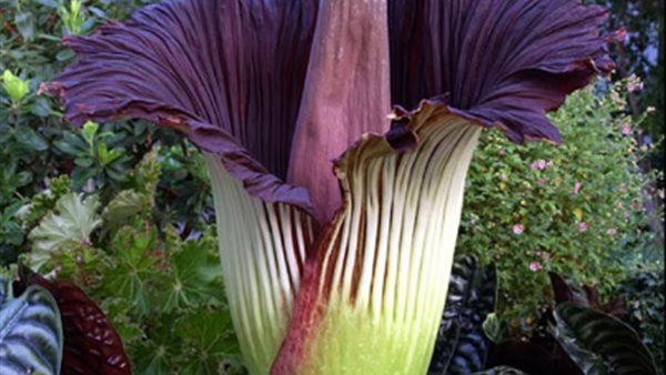 نبات القضيب النادر