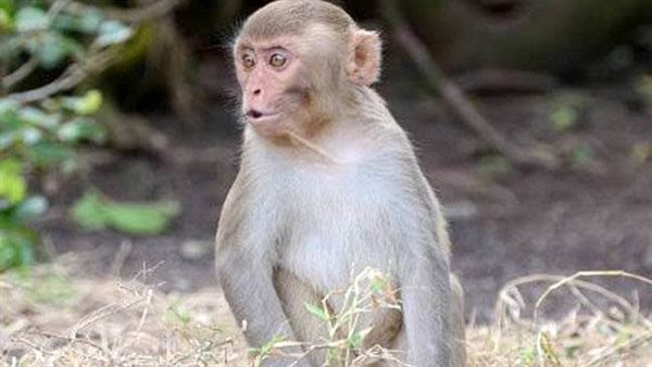 نسناس-أرشيفية 