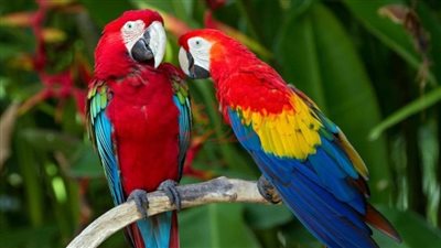 العثور على رجل مقتول داخل شقته بأمريكا.. والببغاء الشاهد الرئيسي