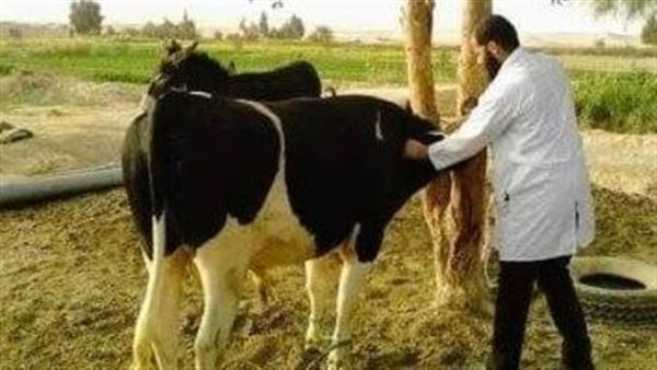 حملات الطب البيطري