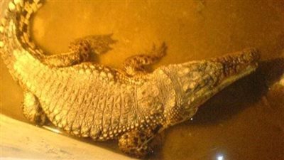 نكشف حقيقة هروب تمساح من أحد البيوت النوبية بقرية غرب سهيل بأسوان | فيديو