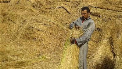 لمزارعي الكتان.. توصيات يجب مُراعاتها خلال شهر نوفمبر 