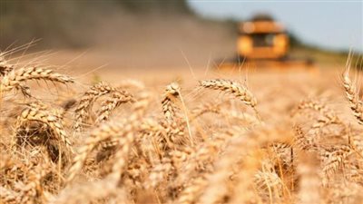 خبراء: ارتفاع أسعار القمح سيكبد مصر خسائر تصل إلى 16 مليون دولار 