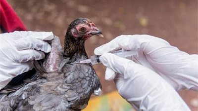 بعد انتشار إصابات إنفلونزا الطيور بالفيوم.. طبيبة بيطرية توضح طرق الوقاية منها