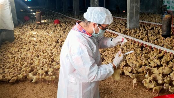 تحصين الطيور بالإسكندرية