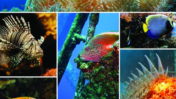 الكائنات البحرية