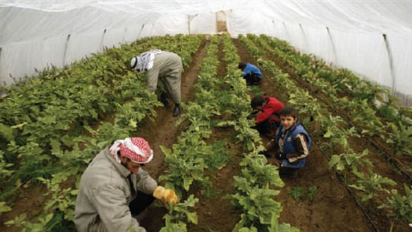 أنشطة الزراعة