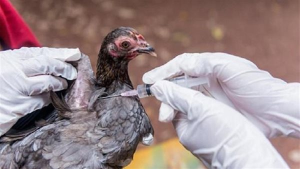 انفلونزا الطيور 