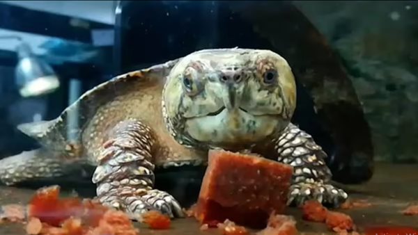 سلاحف كبيرة الرأس