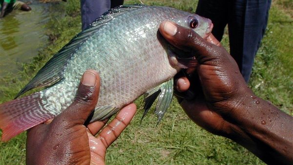 السمك البلطي