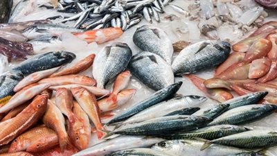 أسعار السمك اليوم السبت 24 أغسطس 2024 في الأسواق 