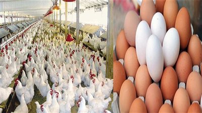 أسعار البيض والدواجن اليوم الخميس 19 يناير 2023