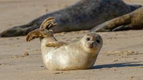 حيوانات الفقمة 