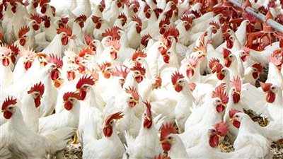 يسبب اضطرابا ببورصة الدجاج ويدمر الصناعة.. كيف يؤثر قرار حظر استيراد الطيور الحية في أسعار السوق؟ 