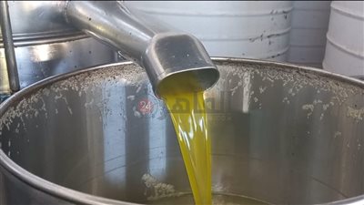 أيادي شقيانة.. سليم 65 عاما في عصر الزيتون: كنا بنعصر بالرحى