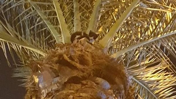 انقاذ قطة بالإسماعيلية