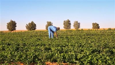 بحوث الصحراء: أصدرنا 5 توصيات لمزارعين المناطق الحدودية للاستفادة من مياه الأمطار