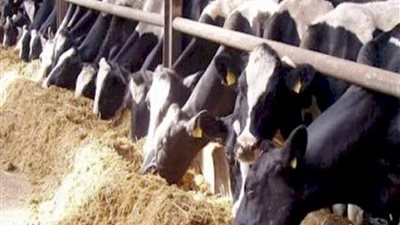 تحصين 48 ألف حيوان ضد أمراض الجلد العقدي وجدري الضأن ببني سويف